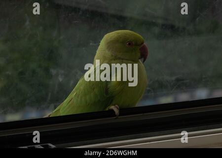 Wilder Papagei sitzt im Fenster in Europa, stecken im Haus, Dieses bunte Exemplar wird Rosenberingsittich genannt Stockfoto