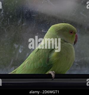 Wilder Papagei sitzt im Fenster in Europa, stecken im Haus, Dieses bunte Exemplar wird Rosenberingsittich genannt Stockfoto