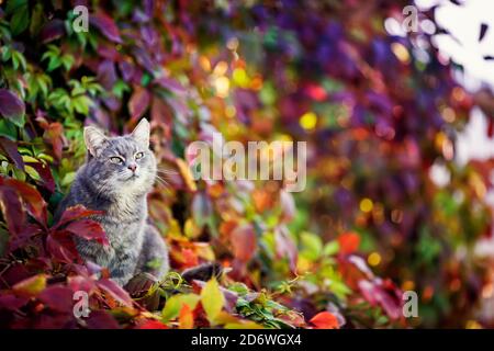 Schöne gestreifte Katze sitzt im Garten zwischen den hellen Laub der Trauben an einem sonnigen Tag Stockfoto