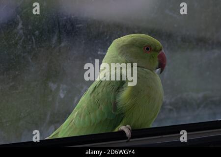 Wilder Papagei sitzt im Fenster in Europa, stecken im Haus, Dieses bunte Exemplar wird Rosenberingsittich genannt Stockfoto