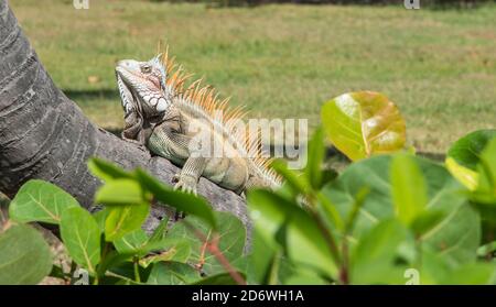 Großer grüner Leguan, mit sichtbarem Taulap, der sich in der Sonne auf dem Palmenstamm auf St. Croix auf den amerikanischen Jungferninseln sonnt Stockfoto