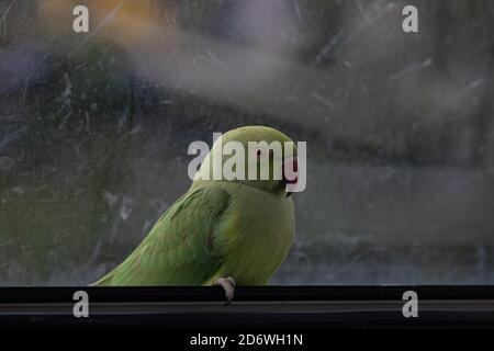 Wilder Papagei sitzt im Fenster in Europa, stecken im Haus, Dieses bunte Exemplar wird Rosenberingsittich genannt Stockfoto