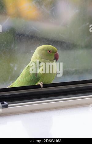 Wilder Papagei sitzt im Fenster in Europa, stecken im Haus, Dieses bunte Exemplar wird Rosenberingsittich genannt Stockfoto