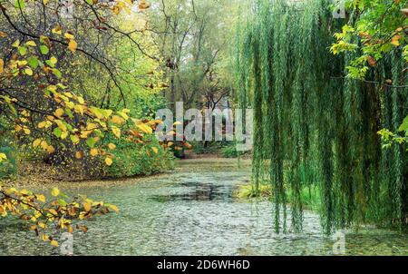 Trauerweide über dem See im Herbstpark. Stockfoto