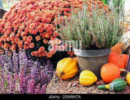 Herbstkomposition mit verschiedenen Arten von Kürbissen und dekorativen Blumen. Stockfoto