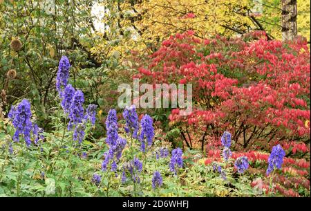 Lila Blüten von Aconitum napellus Newry Blue in einem Herbstgarten. Stockfoto