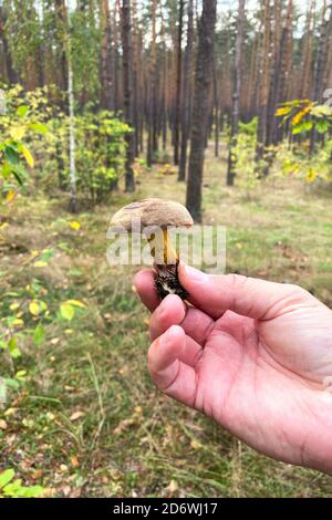 Waldpilze in den Händen gesammelt. Männliche Hand halten die frischen köstlichen Pilz im Wald gesammelt. Natur des Herbstwaldes. Stockfoto