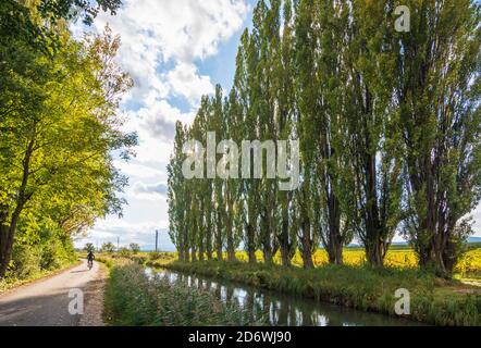 Baden: Wiener Neustädter Kanal, Pappelallee, Weinberg in Wienerwald, Wienerwald, Niederösterreich, Niederösterreich, Österreich Stockfoto