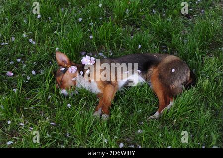 Schöner Hund im Park. Hund schläft auf dem Gras. Blütenblätter von rosa Blüten fallen auf sie vom Sakura-Baum Stockfoto