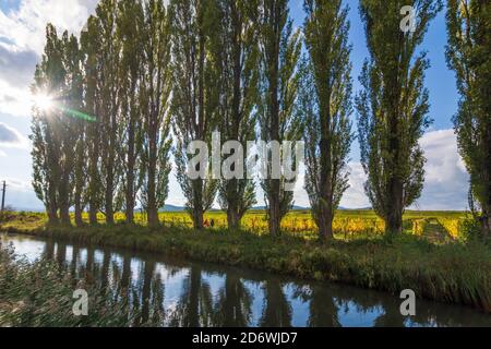 Baden: Wiener Neustädter Kanal, Pappelallee, Weinberg in Wienerwald, Wienerwald, Niederösterreich, Niederösterreich, Österreich Stockfoto