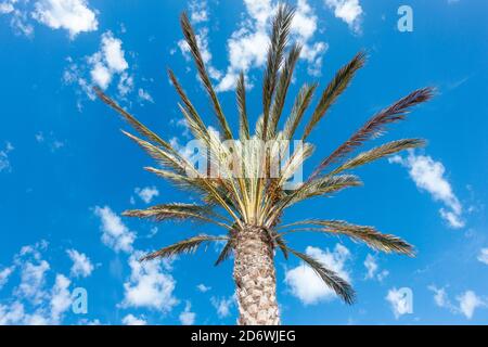 Palm Tree gegen den blauen Himmel Stockfoto