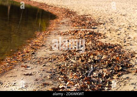 Herbst braun Blätter neben Wasser. Gefallene helle Blätter auf der Wasseroberfläche. Stockfoto