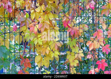 Herbstblätter wilder Klettertrauben am Stadtzaun. September, Oktober, November, Indischer Sommer. Sonniger Tag, warmes Wetter. Stockfoto