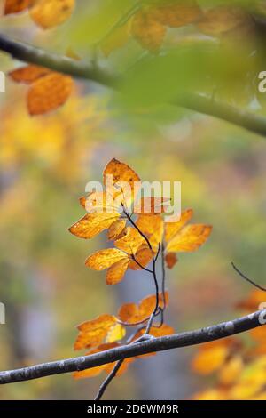 Herbstbuche Blätter, schmücken einen schönen Natur Hintergrund Stockfoto