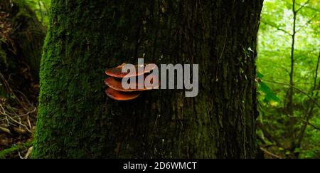 Roter Baumpilz im Wald Stockfoto