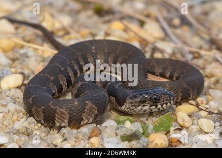 Nördliche Wasserschlange - Nerodia sipedon sipedon Stockfoto