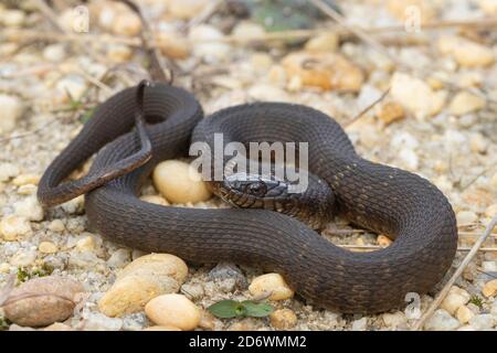 Nördliche Wasserschlange - Nerodia sipedon sipedon Stockfoto