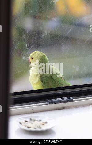 Wilder Papagei sitzt im Fenster in Europa, stecken im Haus, Dieses bunte Exemplar wird Rosenberingsittich genannt Stockfoto