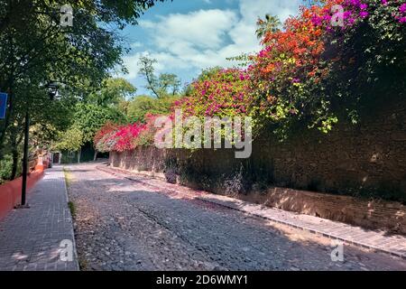 Bougainvillea und Kopfsteinpflasterstraße im kolonialen San Miguel de Allende, Guanajuato, Mexiko Stockfoto