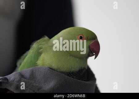 Wilder Papagei sitzt im Fenster in Europa, stecken im Haus, Dieses bunte Exemplar wird Rosenberingsittich genannt Stockfoto
