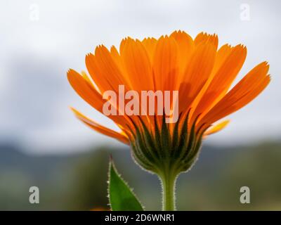 Makrofotografie einer Ringelblume gegen den wolkigen Himmel, aufgenommen in einem Garten in der Nähe der Kolonialstadt Villa de Leyva, in der zentralen Anden Stockfoto