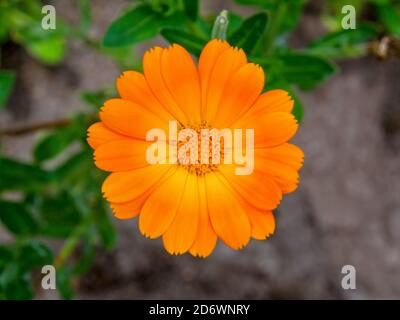 Makrofotografie von der Spitze einer Ringelblume, aufgenommen in einem Garten in der Nähe der Kolonialstadt Villa de Leyva, in den zentralen Andenbergen Stockfoto