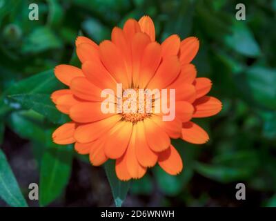 Makrofotografie von der Spitze einer Ringelblume, aufgenommen in einem Garten in der Nähe der Kolonialstadt Villa de Leyva, in den zentralen Andenbergen Stockfoto