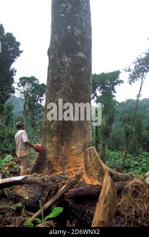 Kleine Waldräumung für die Landwirtschaft an der Grenze des Waldreservats, NW Ecuador Stockfoto