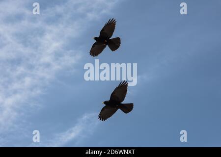 Ein Paar Alpine-Chough, das über die Picos de Europa-Berge fliegt, Spanien. Stockfoto