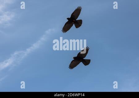 Ein Paar Alpine-Chough, das über die Picos de Europa-Berge fliegt, Spanien. Stockfoto