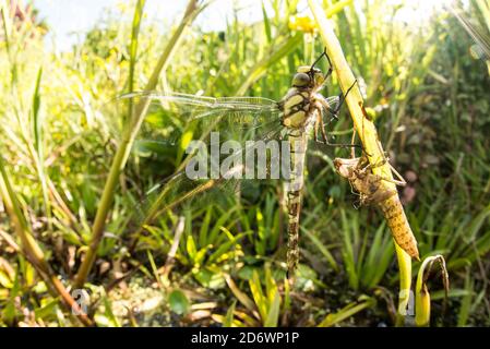 Southern Hawker adult aus Garten Teich, Großbritannien. Stockfoto