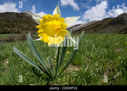Wilder Narzissen, Narcissus pseudonarcissus, in alpiner Wiese, Spanien. Stockfoto