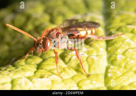 Flavor Nomad Biene - eine Kuckuckbiene, die ihre Eier in anderen einsamen Bienennestern legt. Kent. VEREINIGTES KÖNIGREICH Stockfoto