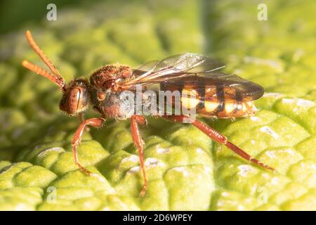 Flavor Nomad Biene - eine Kuckuckbiene, die ihre Eier in anderen einsamen Bienennestern legt. Kent. VEREINIGTES KÖNIGREICH Stockfoto