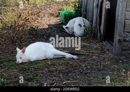 Weiße Albino Wallaby Kängurus friedlich schlafen auf dem Boden. Weiße Kängurus durch Albinismus verursacht. Stockfoto