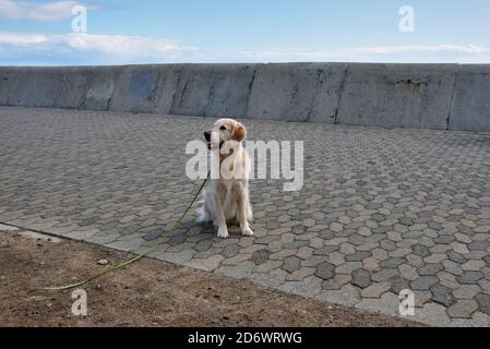 Labrador Hund trägt eine hellgrüne Leine sitzt auf der Sea Point Promenade, Kapstadt, Südafrika. Stockfoto