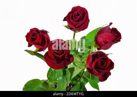 Bouquet von fünf roten Rosen isolieren auf weißem Hintergrund. Rosen Bouquet isoliert auf weißem Hintergrund. Stockfoto