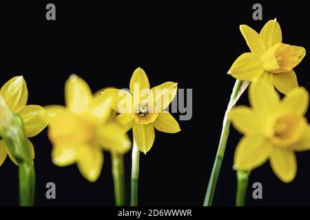 Gelbe Narzisse (Narcissus tazetta) Blütenblüte auf schwarzem Hintergrund Stockfoto