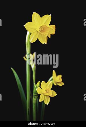 Gelbe Narzisse (Narcissus tazetta) Blütenblüte auf schwarzem Hintergrund Stockfoto