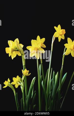 Gelbe Narzisse (Narcissus tazetta) Blütenblüte auf schwarzem Hintergrund Stockfoto