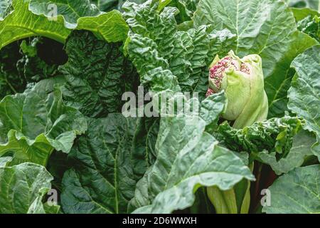 Grüne Rhabarberpflanze mit Blütenknospe im Garten Stockfoto