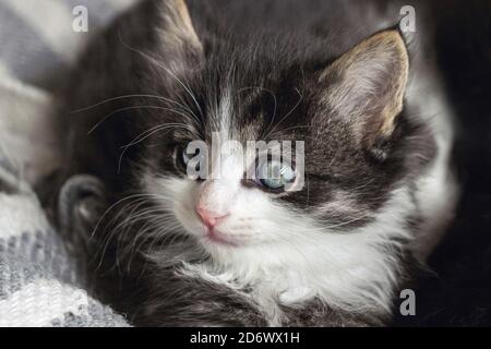 Nahaufnahme eines langen Haares Norwegische Waldkatze Kätzchen Stockfoto