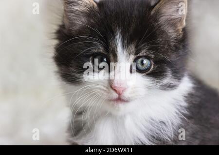 Nahaufnahme eines langen Haares Norwegische Waldkatze Kätzchen Stockfoto