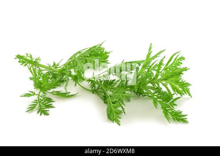 Artemisia annua Pflanze isoliert auf weißem Hintergrund Stockfoto