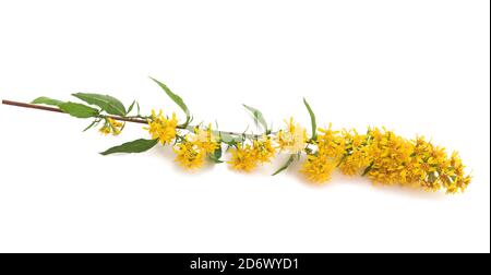 Europäische Goldrutenblüten isoliert auf weißem Hintergrund Stockfoto