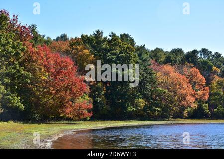 Wunderschönes Laub auf Bäumen, die einen See umgeben. Stockfoto