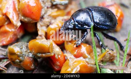 Schwarzer Käfer Insekt kriecht über eine Art Orange Schleimige Samen im Wald Stockfoto