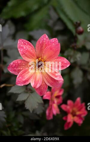 Dahlia Twynings Revel blüht nach einem Regenschauer, natürliche Blumen-Nahaufnahme Porträt Stockfoto