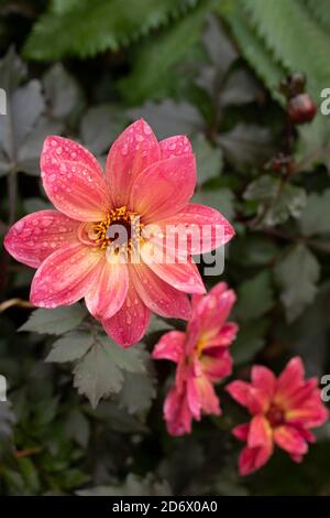 Dahlia Twynings Revel blüht nach einem Regenschauer, natürliche Blumen-Nahaufnahme Porträt Stockfoto