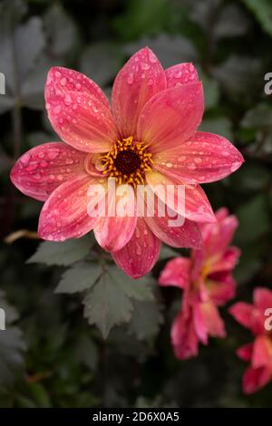 Dahlia Twynings Revel blüht nach einem Regenschauer, natürliche Blumen-Nahaufnahme Porträt Stockfoto